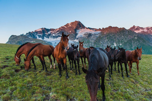 The beautiful summer landscape with horses in Arkhyz - Foto, imagen