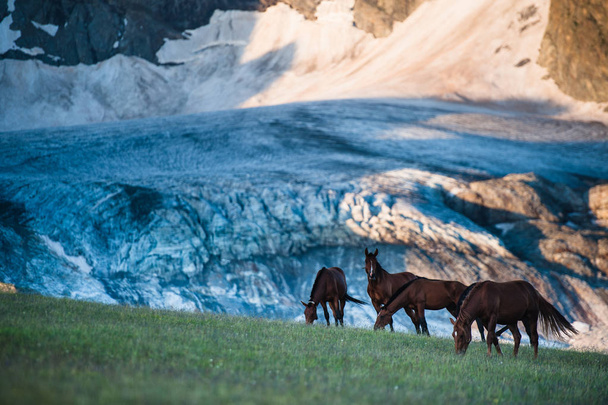 Kaunis kesämaisema hevosten kanssa Arkhyzissa
 - Valokuva, kuva