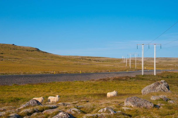Owce z Baranka w pobliżu islandzki głównej drogi - Zdjęcie, obraz