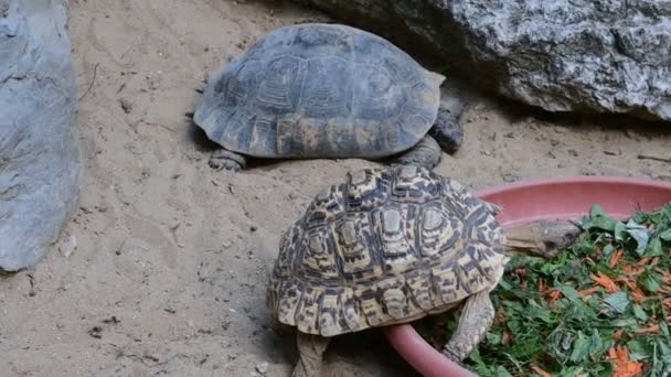 Германская черепаха Testudo hermanni и маргинальная черепаха Testudo marginata. Черепахи на открытом воздухе
. - Кадры, видео