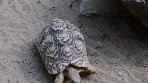 Hermanns tortuga Testudo hermanni. Testudo hermanni se puede encontrar en todo el sur de Europa
 - Imágenes, Vídeo