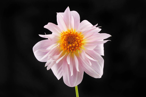 Pink and yellow dahlia against black - Photo, Image