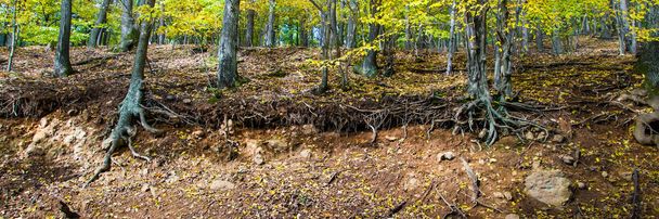 forêt d'automne sur le bord du ravin
 - Photo, image
