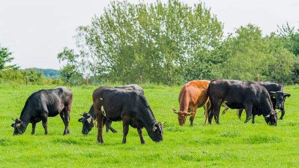 Lehmiä niityllä. Laidunvasikat
 - Valokuva, kuva