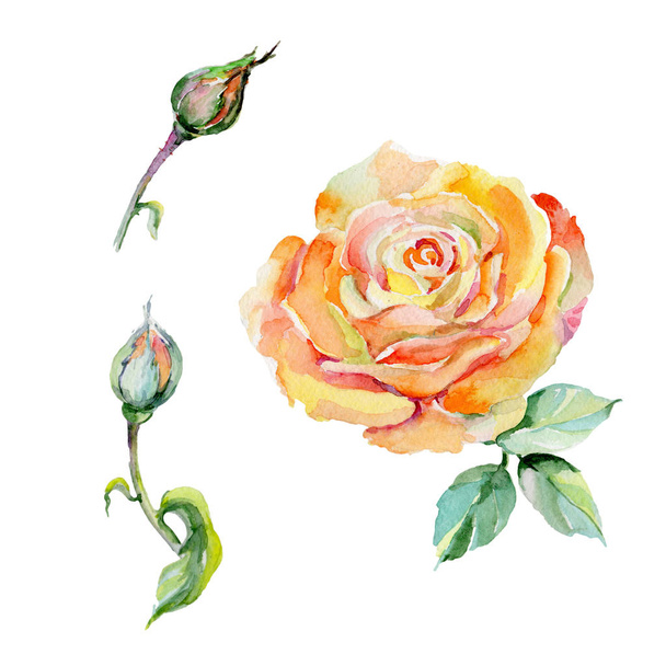 Wildblume Rose Blume in einem Aquarell-Stil isoliert. - Foto, Bild