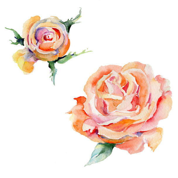Wildflower rose flower in a watercolor style isolated. - Photo, Image