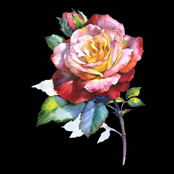 Wildflower rose flower in a watercolor style isolated. - Fotoğraf, Görsel