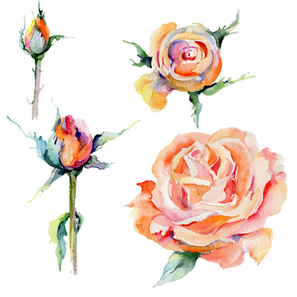 Wildflower rose flower in a watercolor style isolated. - Fotoğraf, Görsel
