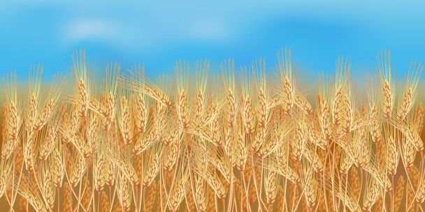 青い空に水平のシームレスな麦畑 - ベクター画像