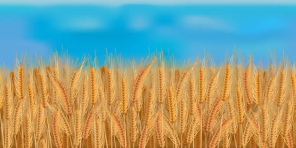 Campo de cebada sin costura horizontal con el cielo azul
 - Vector, Imagen
