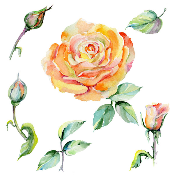 Wildflower rose flower in a watercolor style isolated. - Foto, Imagem