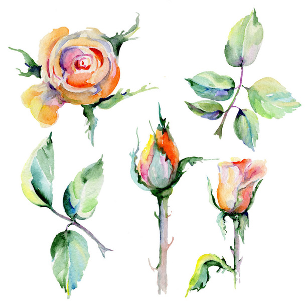 Wildflower rose flower in a watercolor style isolated. - Foto, Imagem