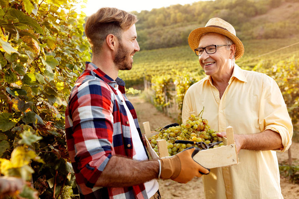 Молодой виноградарь улыбается отцу и сыну, работающим в винограднике
 - Фото, изображение