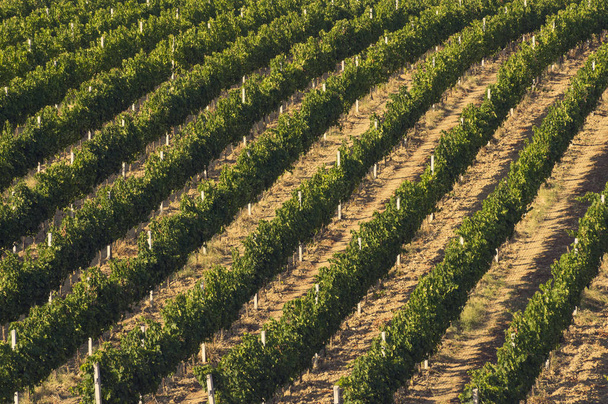 Vineyard in Abruzo, Italy, Europe at summer - Photo, Image