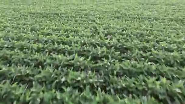 Plantation de soja aérienne
 - Séquence, vidéo