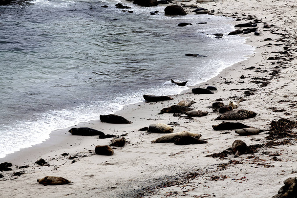 カリフォルニア州モントレー砂浜にアザラシのグループ - 写真・画像