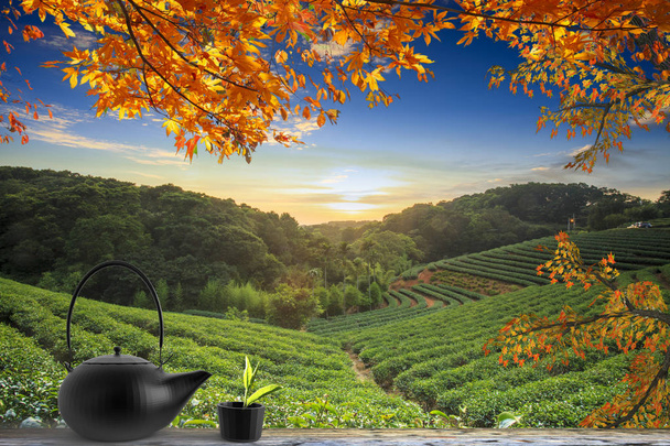 a táblázat jellegű háttér-kert, meleg hangon, Tai teáscsésze - Fotó, kép