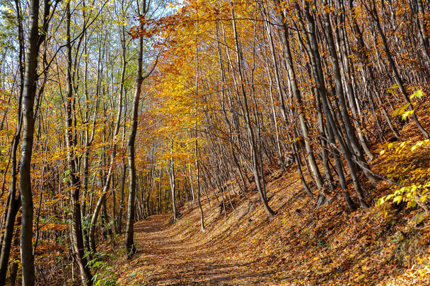 Path through a decidious forest in autumn - Zdjęcie, obraz