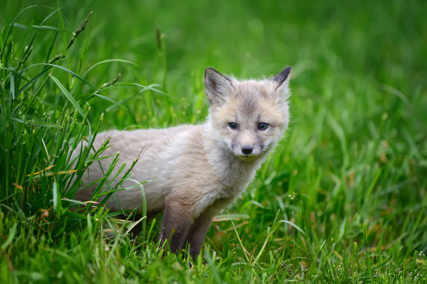 Fuchsjunge im Gras - Foto, Bild