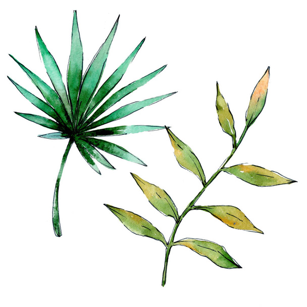 Tropická Hawaii listy rostliny ve stylu akvarelu, samostatný. - Fotografie, Obrázek