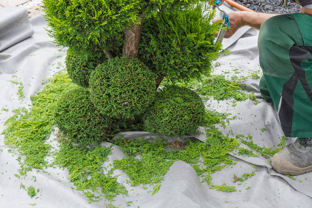 Een tuinman snijdt een thuja of beuken boom in vorm. - Foto, afbeelding