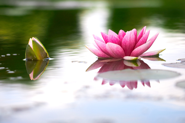 lotosový květ v rybníku - Fotografie, Obrázek