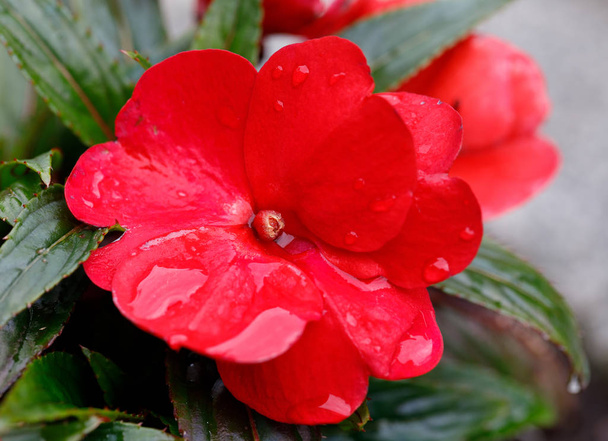 Red Nowej Gwinei impatiens kwiaty w doniczkach - Zdjęcie, obraz