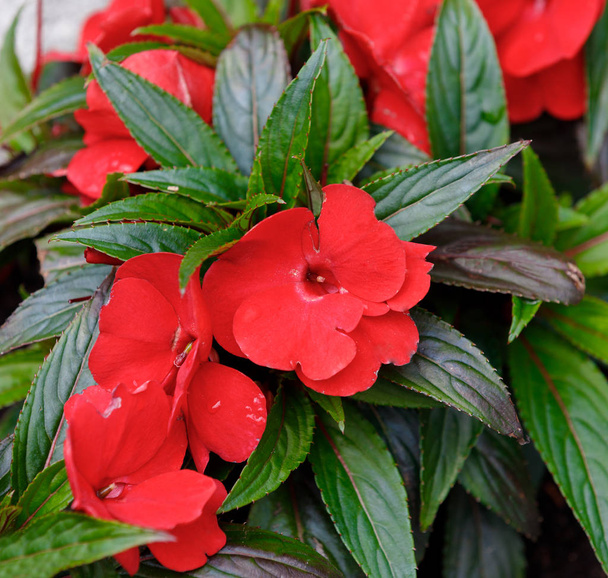 Red New Guinea impatiens flowers in pots - Photo, Image