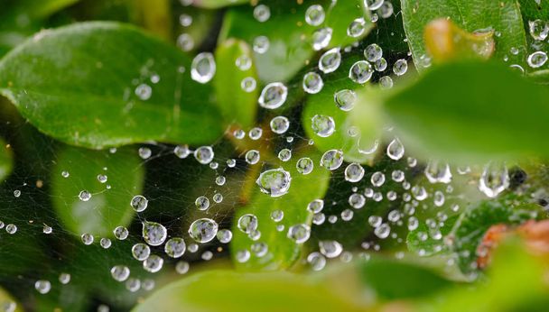 Gotas de agua en Spider Web - Foto, imagen