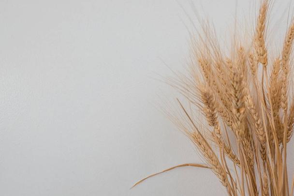golden Wheat on white background  - Photo, Image