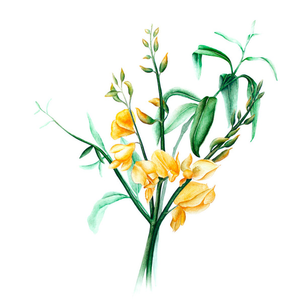 flower watercolor image - Φωτογραφία, εικόνα