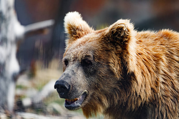 Гималайский бурый медведь (Ursus arctos isabellinus
) - Фото, изображение