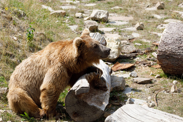 Ιμαλαΐων καφέ αρκούδα (Ursus arctos υποείδος isabellinus) - Φωτογραφία, εικόνα