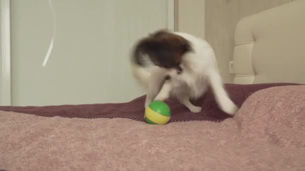 Papillon Continental Toy Spaniel puppy plays funny with ball stock footage video - Video, Çekim