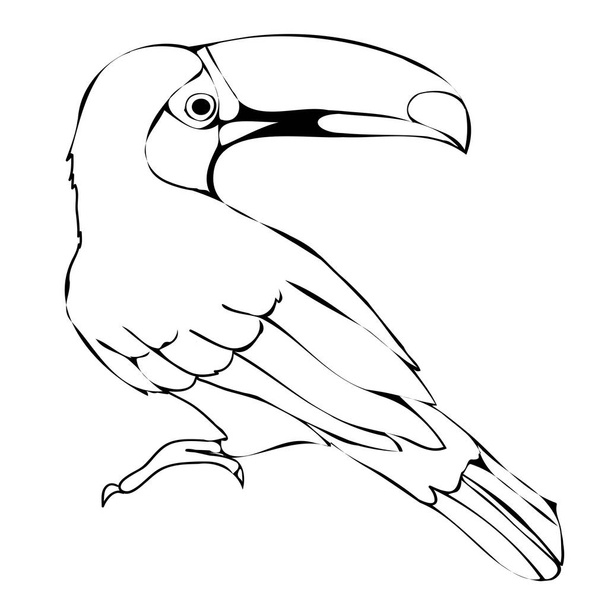 Toucan, bird, vector, illustration - Вектор,изображение