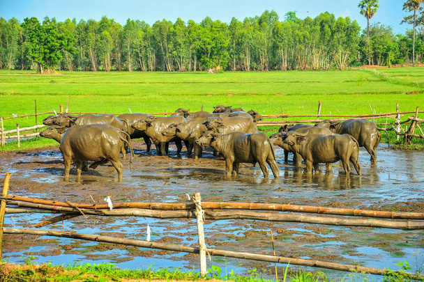 Buffaloes cubiertos de barro en la granja de arroz
 - Foto, imagen