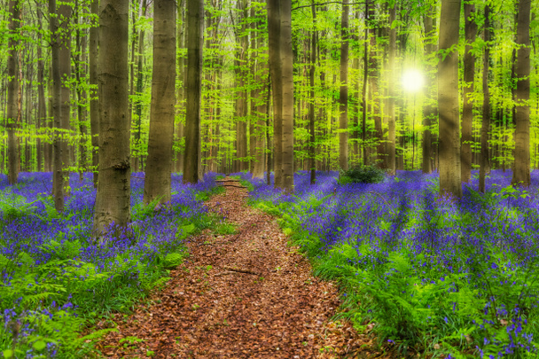 Kuuluisa metsä Hallerbos Brysselissä Belgia
 - Valokuva, kuva