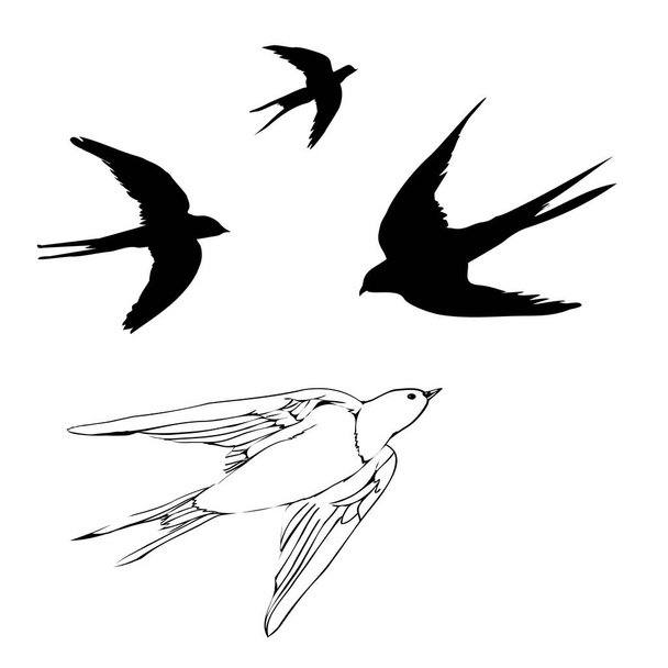 zwaluwen vogels, illustratie, vector - Vector, afbeelding