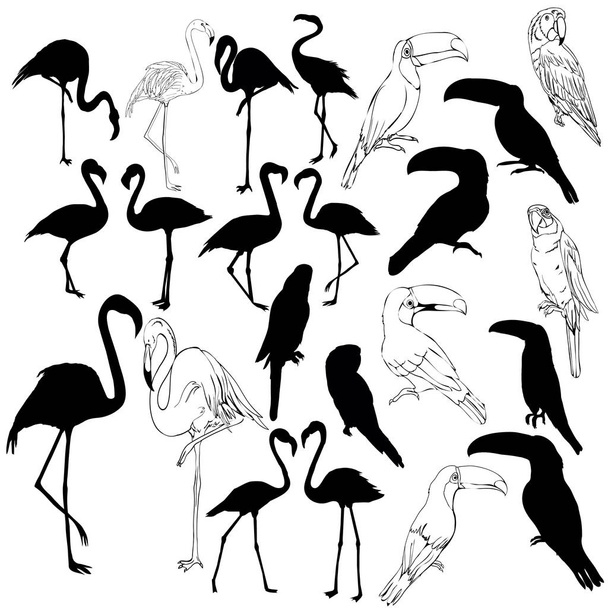 bird silhouette, illustration, vector - Vektör, Görsel