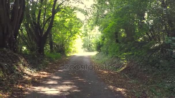 森の道、夏の終わりの散歩 - 映像、動画