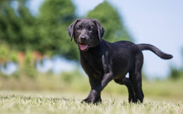 Labrador retriever dog - 写真・画像