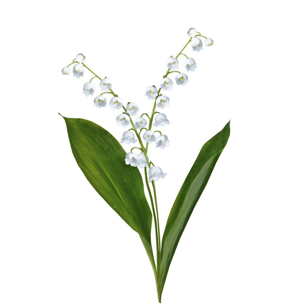 lily of the vincent flower  - Фото, изображение