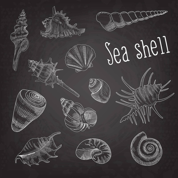 Κοχύλια χέρι υδρόβια Doodle στο Blackboard. Marine Sea Shell απομονωμένα στοιχεία. Εικονογράφηση διάνυσμα - Διάνυσμα, εικόνα