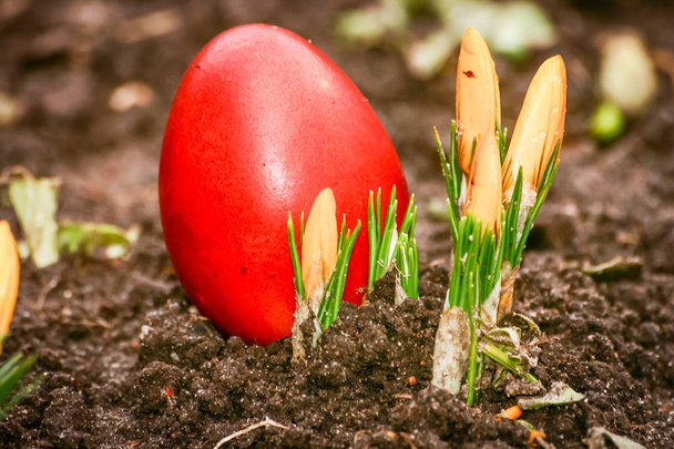 Kaunis punainen värillinen pääsiäismunia puutarhassa
 - Valokuva, kuva