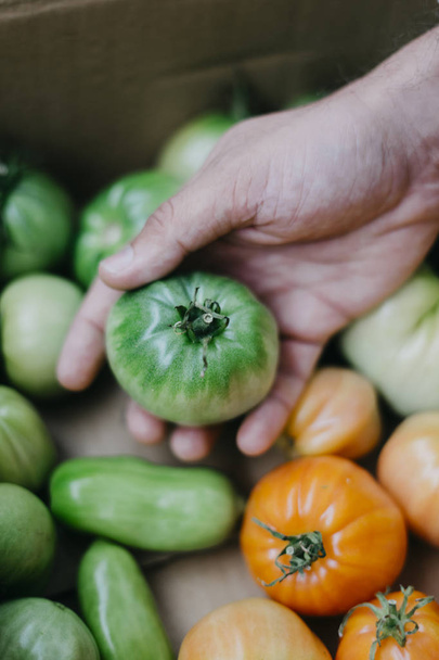 Boer met homegrown tomaten - Foto, afbeelding