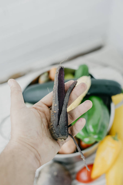 schwarze Karotte in veganer Hand - Foto, Bild