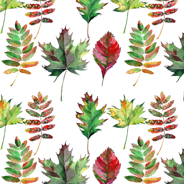 Beautiful lovely cute wonderful graphic bright floral herbal autumn red orange green yellow maple rowan leaves pattern watercolor hand sketch. Perfect for textile, wallpapers, wrapping paper - 写真・画像