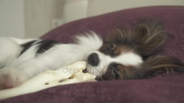 Papillon Continental Toy Spaniel puppy gnaws dried leg of mutton stock footage video - Felvétel, videó