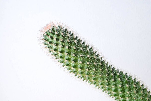 succulents or cactus in concrete pots over white background on the shelf - Foto, Imagen
