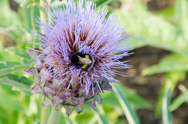 Bumble Bee on Blue thistle - Photo, Image
